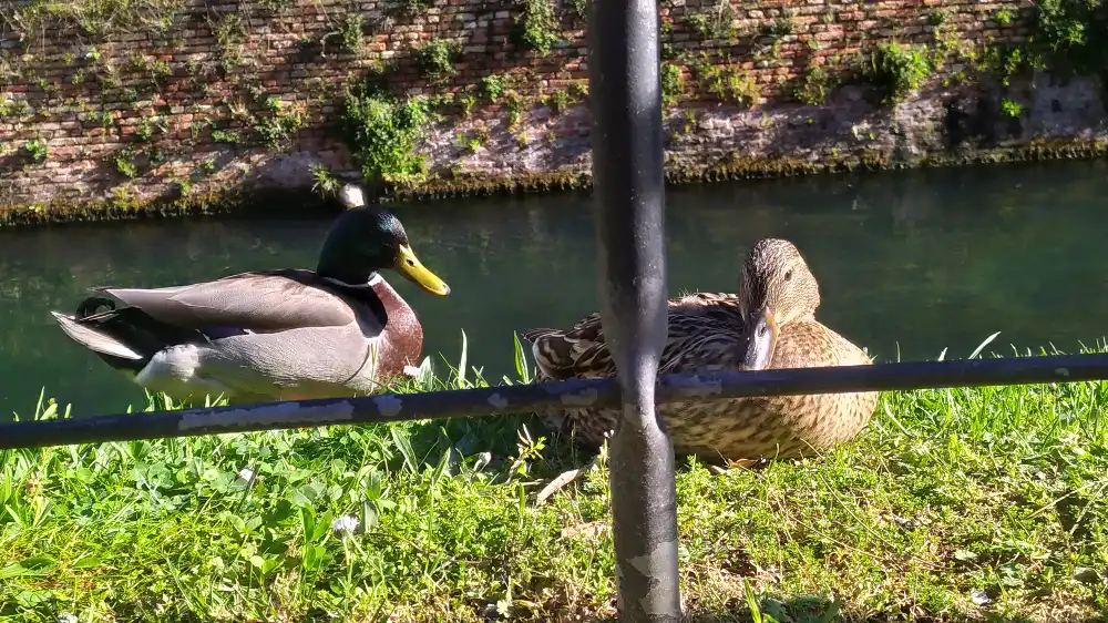 Two ducks and a river behind them
